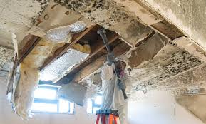 Best Mold Odor Removal Services  in Chilton, WI